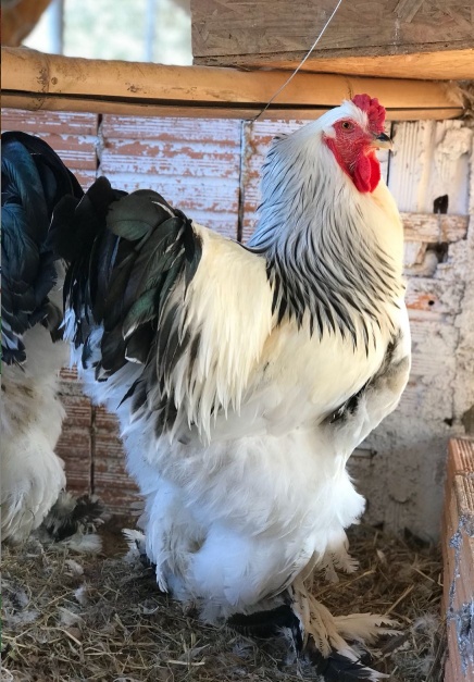 Galinha Brahma de grande porte com penas nos pés – raça ornamental